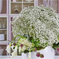 Beauty Bride Gypsophila