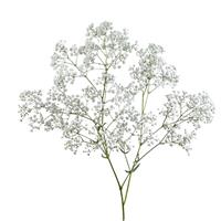 XLence Gypsophila