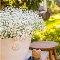 XLence Gypsophila