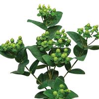 Brisk Green Lime Hypericum