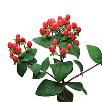 Brisk Chili Pepper Hypericum