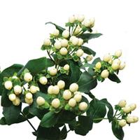 Brisk White Coconut Hypericum