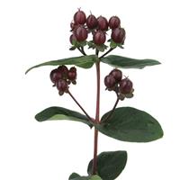 Globo Burgundy Hypericum