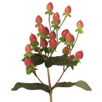 Globo Coral Hypericum