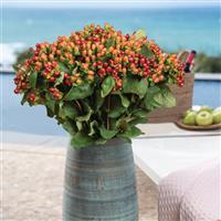 Globo Coral Hypericum