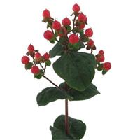 Globo Punch Hypericum