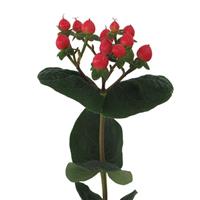 Globo Raspberry Hypericum