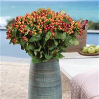 Globo Raspberry Hypericum