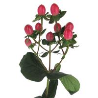 Globo Ruby Hypericum