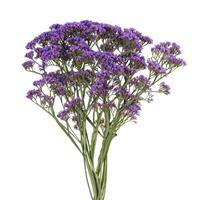 Enchanté Limonium