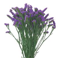 Sinuet Orizon Violet Limonium