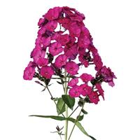 Magical PassionZ Phlox