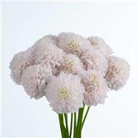 Bon Bon Scoop French Vanilla Scabiosa