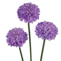 Bon Bon Scoop Pink Peppermint Scabiosa