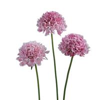 Bon Bon Scoop Punch Scabiosa