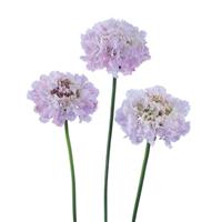 Bon Bon Scoop Sweetness Scabiosa