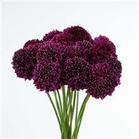 Bon Bon Scoop Merlot Scabiosa