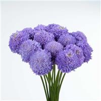 Bon Bon Scoop Dark Lavender Scabiosa