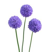 Bon Bon Scoop Teaberry Scabiosa