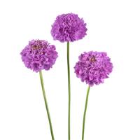 Bon Bon Scoop Ube Scabiosa