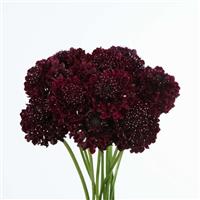 Bon Bon Scoop Maraschino Cherry Scabiosa