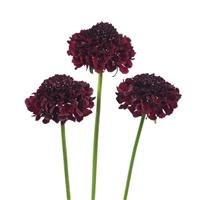 Focal Scoop Cranberry Scabiosa