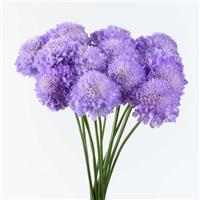 Focal Scoop Lavender Scabiosa