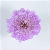 Focal Scoop Lilac Scabiosa