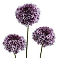 Focal Scoop Purple Lace Scabiosa