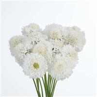 Focal Scoop White Scabiosa