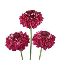 Focal Scoop Hot Pink Scabiosa