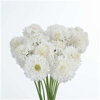 Focal Scoop White Improved Scabiosa