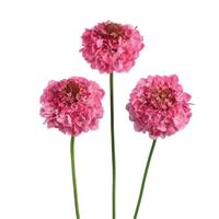 Focal Scoop Popsicle Scabiosa