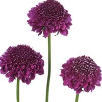 Focal Scoop Dark Purple Scabiosa