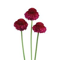 Focal Scoop Berrybliss Scabiosa