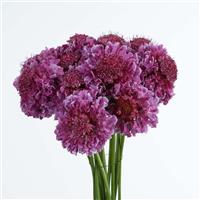 Focal Scoop Bicolor Pink Scabiosa