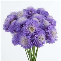 Hoop Scoop Lavender Scabiosa