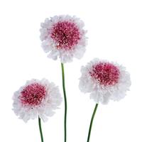 Hoop Scoop Strawberry Scabiosa