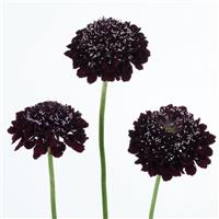 Scoop Blackberry Scabiosa