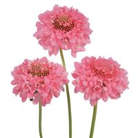 Scoop Candy Scabiosa