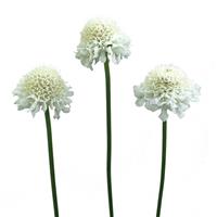 Scoop Coconut Scabiosa