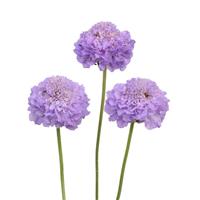 Scoop Lavender Scabiosa