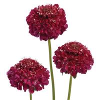 Scoop Raspberry Scabiosa