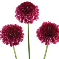 Scoop Raspberry Ripple Scabiosa