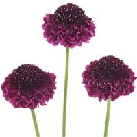 Scoop Red Velvet Scabiosa