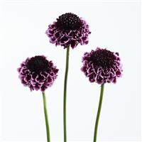 Scoop Sweet Cherry Scabiosa