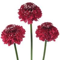 Scoop Red Apple Scabiosa