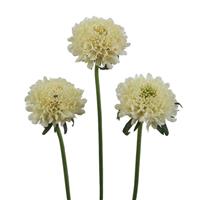 Scoop Banana Scabiosa