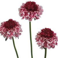 Scoop Marshmallow Improved Scabiosa