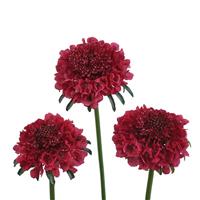 Scoop Dark Cherry Scabiosa